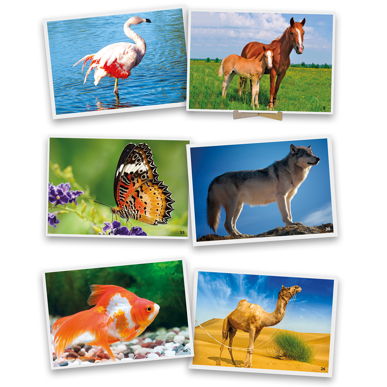 Kartičky zvieratá 16x16cm