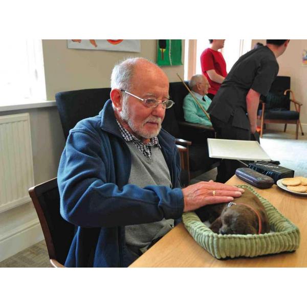 Terapeutický psík King