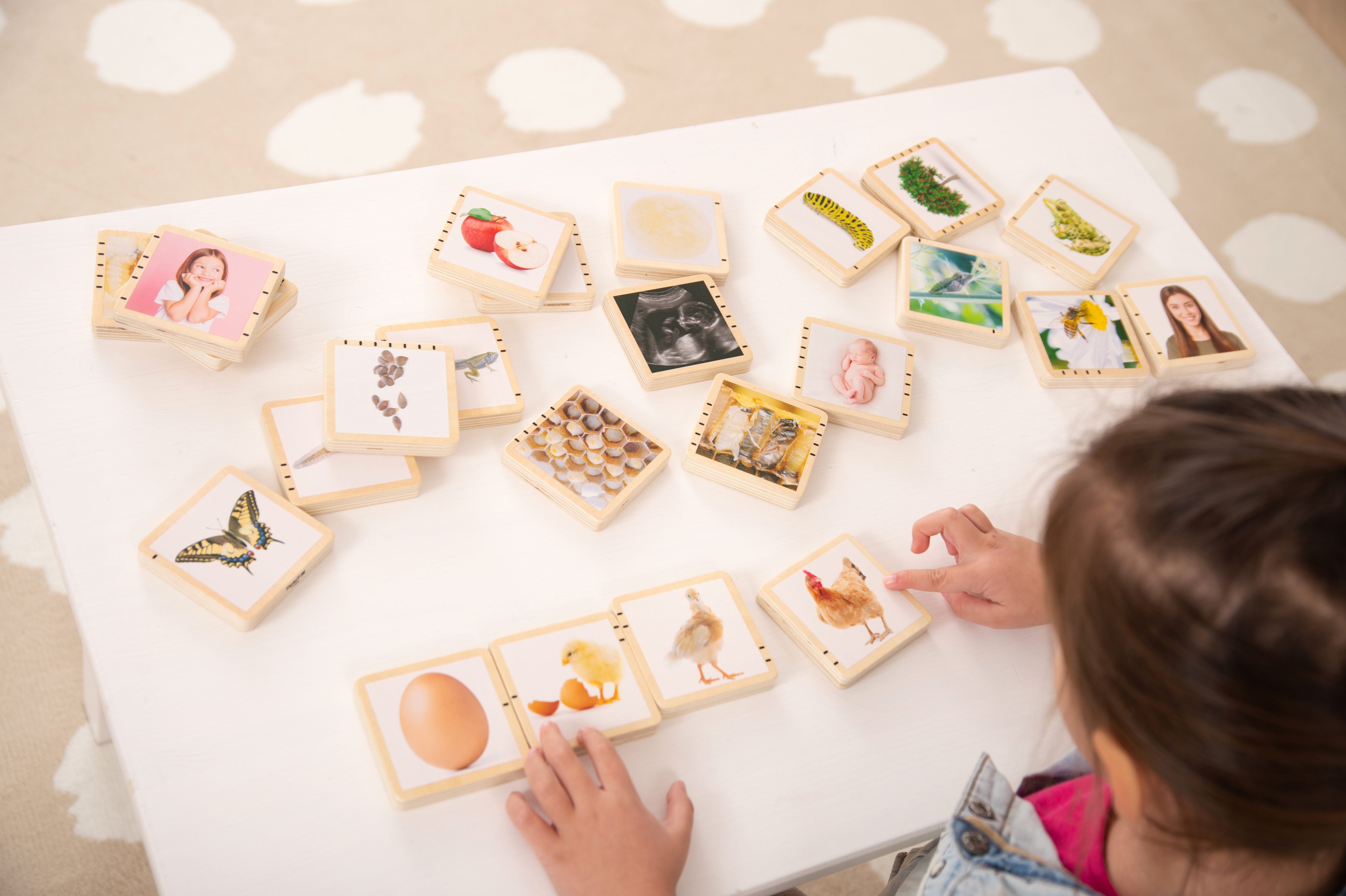 Drevené kartičky – životné cykly