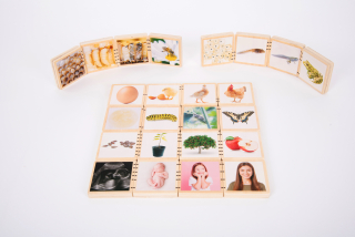 Drevené kartičky – životné cykly