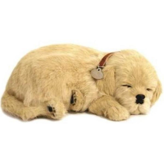 Terapeutický psík Goldy