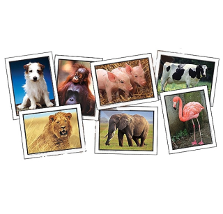 Kartičky - zvieratká okolo nás